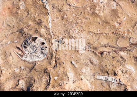 Fossili di mare e oceano trovati sulle rocce nel deserto del Marocco Foto Stock