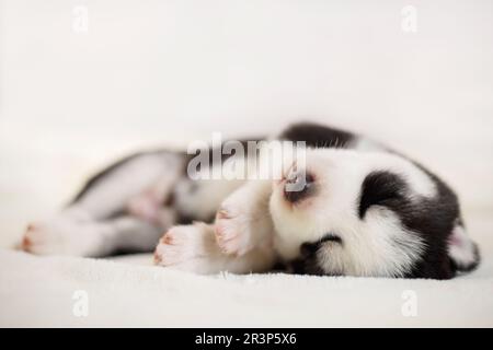 Il cucciolo di Husky siberiano dorme su una coperta bianca sul letto. Cucciolo neonato che dorme Foto Stock