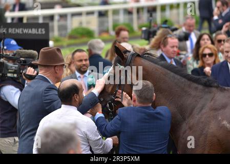 Horse Free Wind, vincitore del Dante Festival Foto Stock