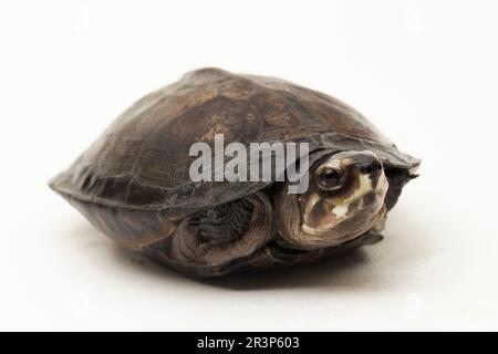 Tartaruga di palude nera Siebenrockiella crassicollis malese tartaruga che mangia lumaca, tartaruga di terrapina nera sorridente isolata su sfondo bianco Foto Stock