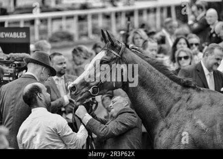 Horse Free Wind, vincitore del Dante Festival Foto Stock