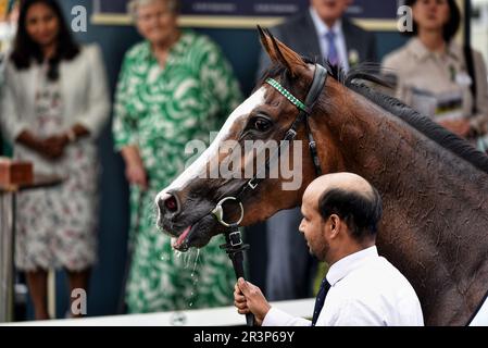 Horse Free Wind, vincitore del Dante Festival Foto Stock