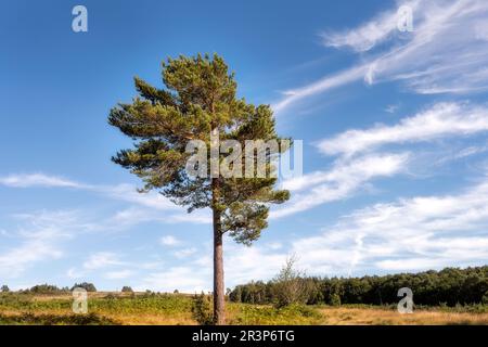 Pino Pinus sylvestris o Scot nella foresta di Ashdown la domenica pomeriggio, Sussex orientale, sud dell'Inghilterra Foto Stock