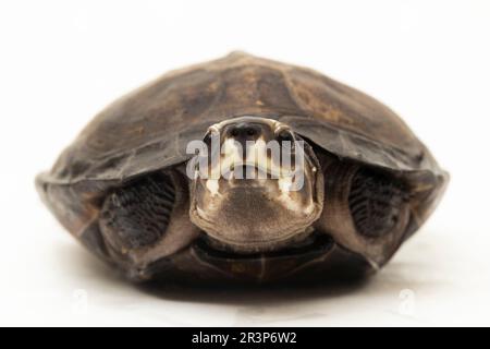 Tartaruga di palude nera Siebenrockiella crassicollis malese tartaruga che mangia lumaca, tartaruga di terrapina nera sorridente isolata su sfondo bianco Foto Stock