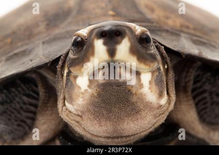 Tartaruga di palude nera Siebenrockiella crassicollis malese tartaruga che mangia lumaca, tartaruga di terrapina nera sorridente isolata su sfondo bianco Foto Stock