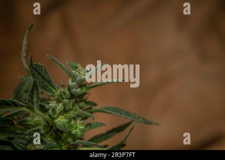 Varietà di fiori di marijuana con fiori verdi maturati Foto Stock