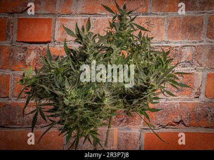 Varietà di fiori di marijuana all'aurora boreale con fiori verdi maturi e pareti rosse di mattoni Foto Stock