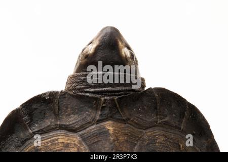 Tartaruga di palude nera Siebenrockiella crassicollis malese tartaruga che mangia lumaca, tartaruga di terrapina nera sorridente isolata su sfondo bianco Foto Stock