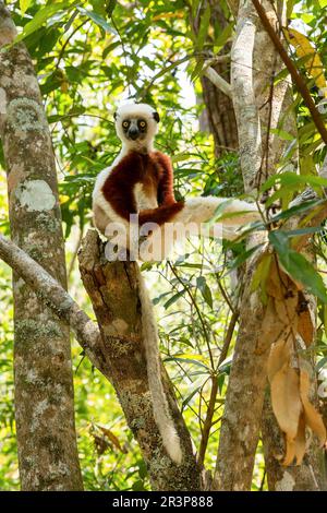 Lemur sifaka di Coquerel, Propithecus coquereli, animale di fauna selvatica del Madagascar Foto Stock