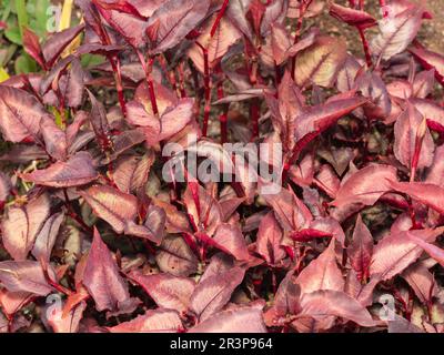 Foglie rosse argentate della pianta del fogliame perenne ornamentale, Persicaria microcephala 'Drago d'Argento' Foto Stock