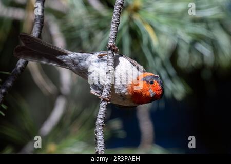 Guerriere rosso seduto su un persico Foto Stock