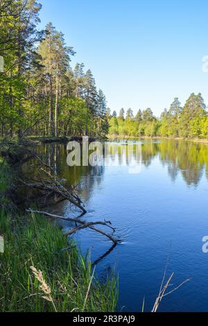 Sul fiume della foresta nel Parco Nazionale di Meshchersky. Primavera, un paesaggio acquatico nella Russia centrale. Foto Stock