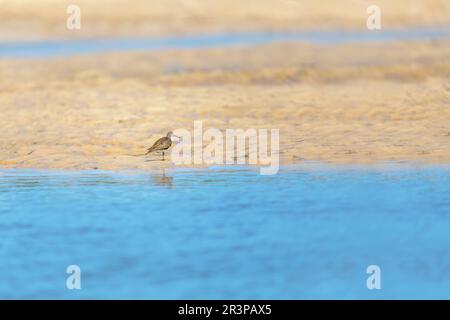 Uccello Sandpiper comune, Actis hypoleucos, Kivalo, Madagascar fauna selvatica Foto Stock