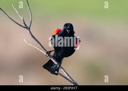 Uccello nero dalle ali rosse su chiamata del persico Foto Stock