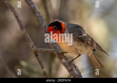 Guerriere rosso seduto su un persico Foto Stock