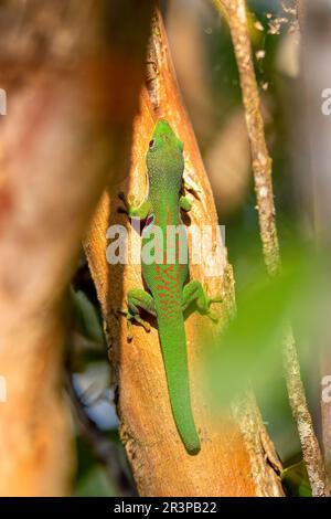 Peacock Day Gecko, Phelsuma quadriocellata, Parco Nazionale di Ranomafana, Madagascar Foto Stock