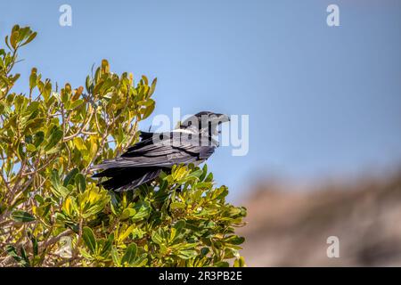 Corvo pied (Corvus albus), Parco Nazionale di Isalo, Madagascar Foto Stock