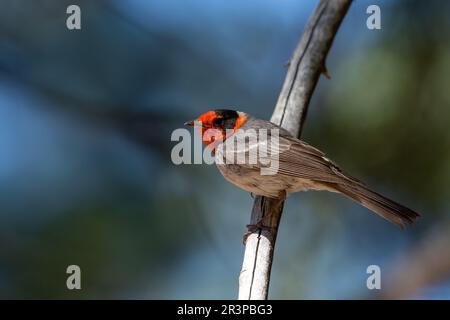 Guerriere rosso seduto su un persico Foto Stock