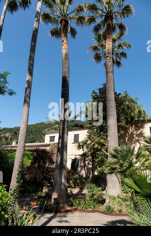 Alberi di palma nei giardini dell'Alfabia - Maiorca, Isole Baleari, Spagna Foto Stock