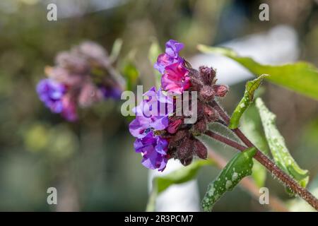 Primo piano di comuni fiori di Lungwort (pulmonaria officinalis) in fiore Foto Stock