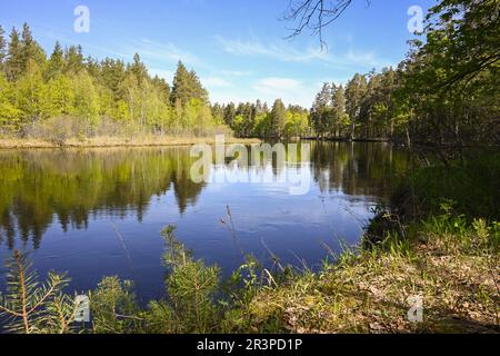 Sul fiume della foresta nel Parco Nazionale di Meshchersky. Primavera, un paesaggio acquatico nella Russia centrale. Foto Stock