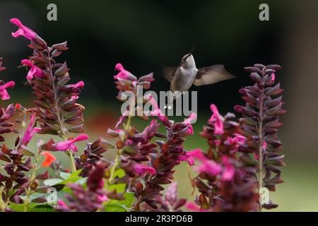Hummingbird si tuffa sopra la salvia ibrida di fucsia in estate nel Wisconsin. Foto Stock