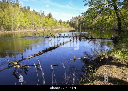 Sul fiume della foresta nel Parco Nazionale di Meshchersky. Primavera, un paesaggio acquatico nella Russia centrale. Foto Stock