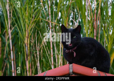 Gatto domestico nero siede su una recinzione e meows, guarda nella macchina fotografica. Primo piano di un gattino domestico sullo sfondo di una giovane canna da zucchero, focu selettivo Foto Stock