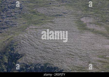 Una passeggiata nella brughiera fino alla vetta di Sgùrr e Fhìdhleir premia il viaggiatore con una delle migliori vedute in Scozia. Foto Stock