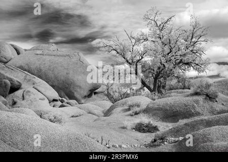 Il paesaggio del deserto a Joshua Tree National Park, California Foto Stock