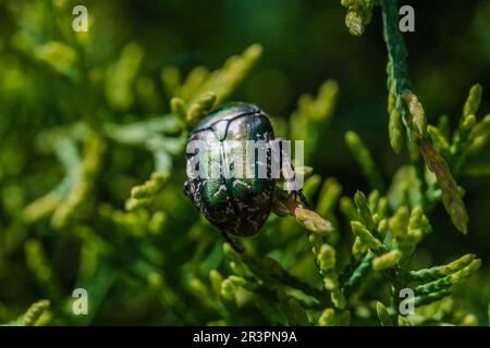Macrofo di bel coleottero metallico, verde brillante e rame (Protaetia cuprea) su foglia verde circondata da vegetazione in primavera. Protaetia cupr Foto Stock