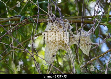 Ape del miele, ape dell'alveare (Apis mellifera mellifera), nido d'ape lasciato in un cespuglio, Germania Foto Stock