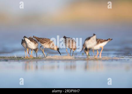 ruff (Philomachus pugnax), truppa di foraggio in acque poco profonde, Austria Foto Stock