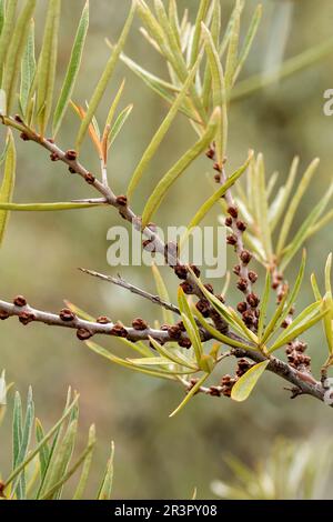 Spina di mare comune (Hippophae ramnoides Pollmix 2), ramo con fiori maschi Foto Stock