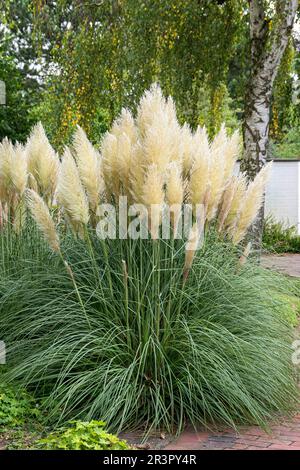Erba di pampas bianca (Cortaderia selloana pumila), fioritura, cultivar pumila Foto Stock