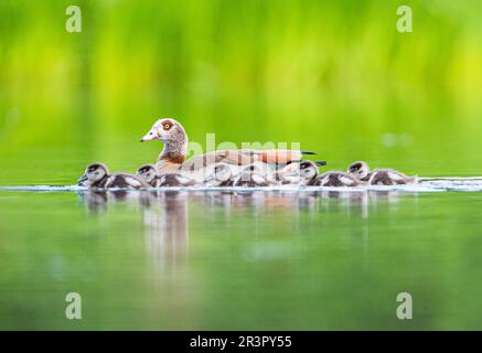 Oca egiziana (Alopochen aegyptiacus), nuoto con giovani uccelli su un lago, vista laterale, Germania Foto Stock