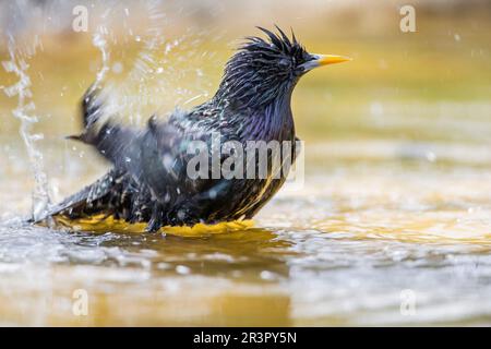 Starring comune (Sturnus vulgaris), bagno in acque poco profonde, vista laterale, Germania, Baviera Foto Stock