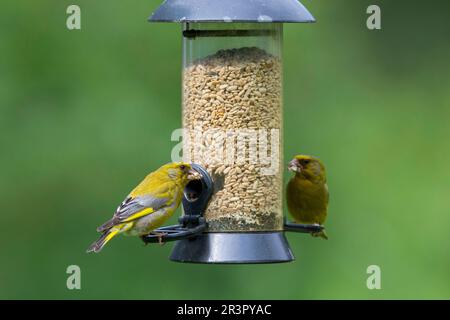 greenfinch occidentale (Carduelis chloris, Chloris chloris), due greenfinches che mangiano i grani ad una colonna di alimentazione, Germania Foto Stock