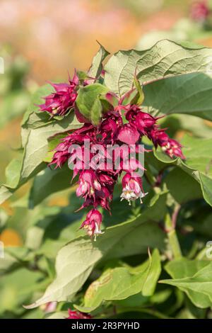 Honeysuckle Himalayan, Nutmeg fiorito, Nutmeg Himalaya, Berry fagiano (Leycesteria formosa Purple Rain), fioritura, cultivar Purple Rain Foto Stock