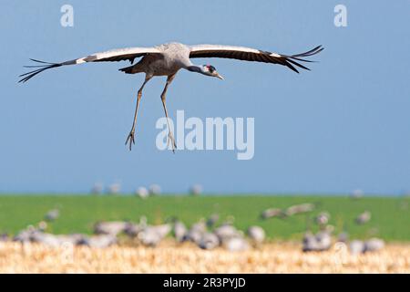 Gru comune, gru eurasiatica (Grus grus), in approdo, Germania, Meclemburgo-Pomerania occidentale Foto Stock