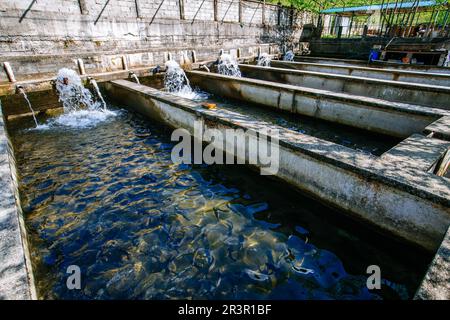 Allevamento di trote in piscine in fattoria di pesce Foto Stock
