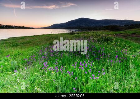 Embalse de Plasencia, Cáceres, Estremadura, Spagna, Europa. Foto Stock