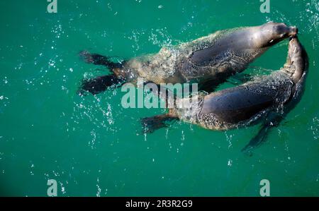 Seal-ly Sweethearts: Un momento tenero al Molo di Santa Cruz Foto Stock