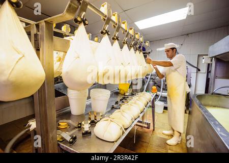 Fatto tutto artigianelmente fabricacion de queso Binigarba - denominacion de origen Mahon artesano- finca Binigarba, Ciutadella, Menorca, Islas Baleares, España, Europa. Foto Stock