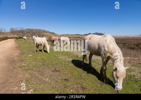 Parco Naturale Albufera de Mallorca, s Amarador, Mallorca, ba. Foto Stock