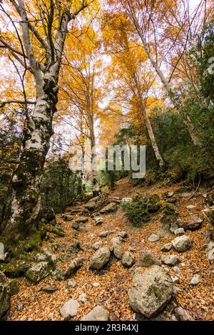 hayedo de la Ribereta, valle de Pineta, parque nacional de Ordesa y Monte Perdido, Provincia de Huesca, Comunidad Autónoma de Aragón, Cordillera de los Pirineos, Spagna, europa. Foto Stock