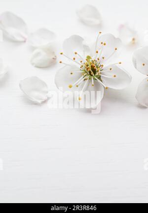 Fiore di ciliegia o prugna con petali su sfondo bianco Foto Stock