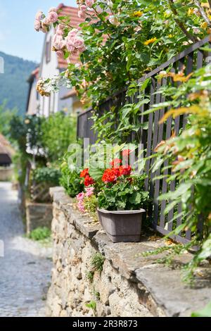 Gerani come decorazione su un muro nella pittoresca Duernstein in Austria Foto Stock