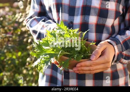 Donna che tiene ciotola di legno con foglie di mizuna fresco all'aperto, primo piano Foto Stock