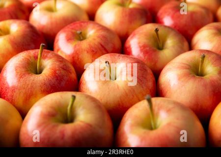Diverse mele di gala reali (malus domestica). Gli alberi di mele sono coltivati in tutto il mondo e sono le specie più diffuse del genere Malus. Riempimento del Foto Stock